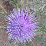 Cynara humilis Blomst