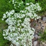 Galium boreale Leht