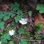 Oxalis montana Květ