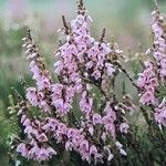 Calluna vulgaris Kvet