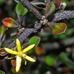 Corokia cotoneaster Flor