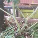 Solanum pimpinellifolium 樹皮