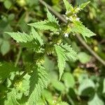 Lycopus europaeus Leaf