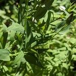 Linum grandiflorum 叶