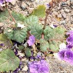 Phacelia calthifolia Habitatea