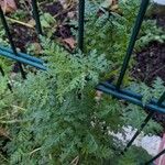 Phacelia tanacetifoliaFeuille