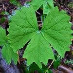 Achlys triphylla Leaf