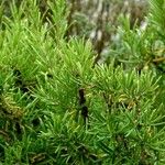 Grevillea rosmarinifolia Leaf