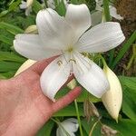 Crinum jagus Flors