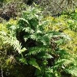 Polypodium interjectum Habit