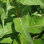 Verbascum lychnitis Schors