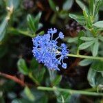 Ceanothus thyrsiflorus फूल