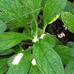 Myosotis latifolia Hoja