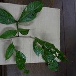 Inga acreana Leaf