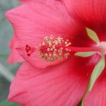 Hibiscus coccineus ফুল