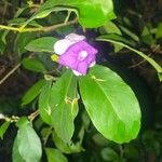Brunfelsia grandiflora Flower