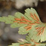 Asplenium aethiopicum برگ