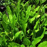 Primula bulleyana Blad