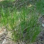 Carex fritschii Blad