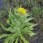 Tephroseris palustris Flower
