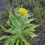 Tephroseris palustris Fula