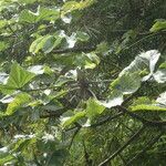 Cecropia schreberiana Hoja