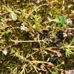 Saxifraga tridactylitesFlower