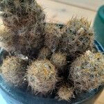 Mammillaria prolifera Листок