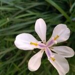 Iris ensata Blüte