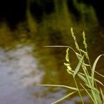 Echinochloa colonum অন্যান্য