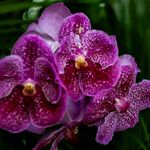 Vanda coerulescens Flors