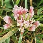 Trifolium cheranganiense Flor