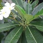 Plumeria obtusa Květ