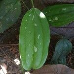 Smilax glauca ഇല