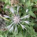 Cyanus lugdunensis Flower