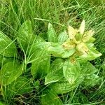 Gentiana punctata Liść