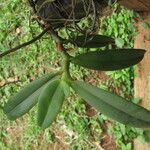 Rhipidoglossum obanense Blad