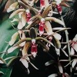 Dendrobium munificum Fruto