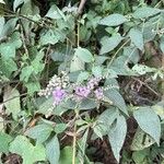 Cyrtocymura scorpioides Flor