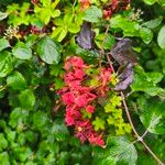 Tropaeolum pentaphyllum Flor