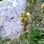 Pedicularis tuberosa Flor