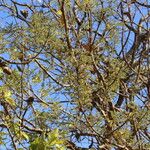 Combretum adenogonium Habit