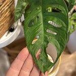 Monstera adansoniiഇല