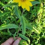 Helianthus maximilianiЛисток