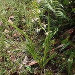 Eulophia plantaginea Elinympäristö