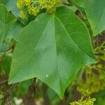 Acer buergerianum Blad