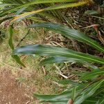 Cordyline mauritiana Blad