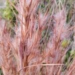 Andropogon bicornis Fruit