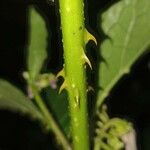 Solanum lanceifolium Sonstige