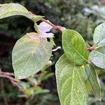 Lonicera fragrantissima Folha